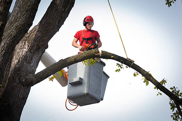 Best Dead Tree Removal  in Pleasant View, UT